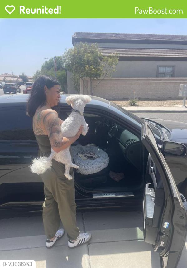Reunited Male Dog last seen Near W Campbell Ave, Phoenix, AZ 85037
