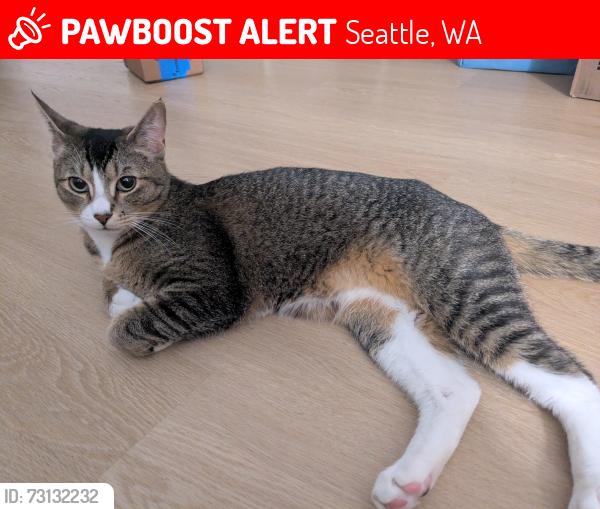 Lost Male Cat last seen 28th and Main Street, Seattle, WA 98144