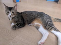 Lost Male Cat last seen 28th and Main Street, Seattle, WA 98144