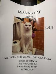Lost Female Cat last seen Via Alicante and Via Mallorca, near densely vegetated area behind Gilman, San Diego, CA 92037