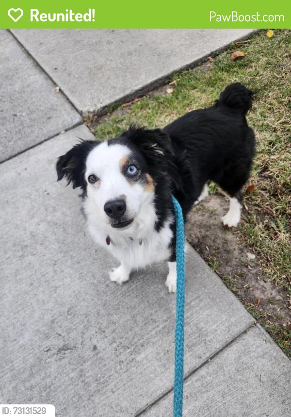 Reunited Female Dog last seen Ventura Community College, Ventura, CA 93001