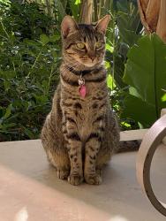 Reunited Female Cat last seen Near Spectrum, Irvine, CA 92618, USA, Irvine, CA 92618