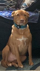 Reunited Male Dog last seen Hazelwood, Clarksville, TN 37042