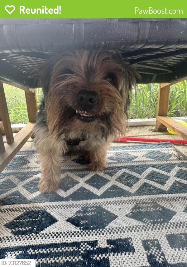 Reunited Male Dog last seen Hoke Loop, Fayetteville, NC 28314