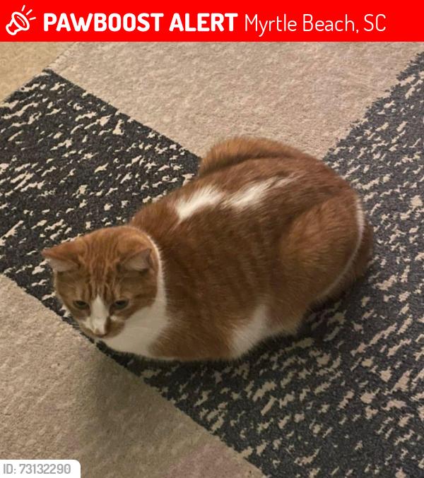 Lost Male Cat last seen 7/11 and ALDI that are next to each other, Myrtle Beach, SC 29575