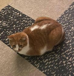 Lost Male Cat last seen 7/11 and ALDI that are next to each other, Myrtle Beach, SC 29575