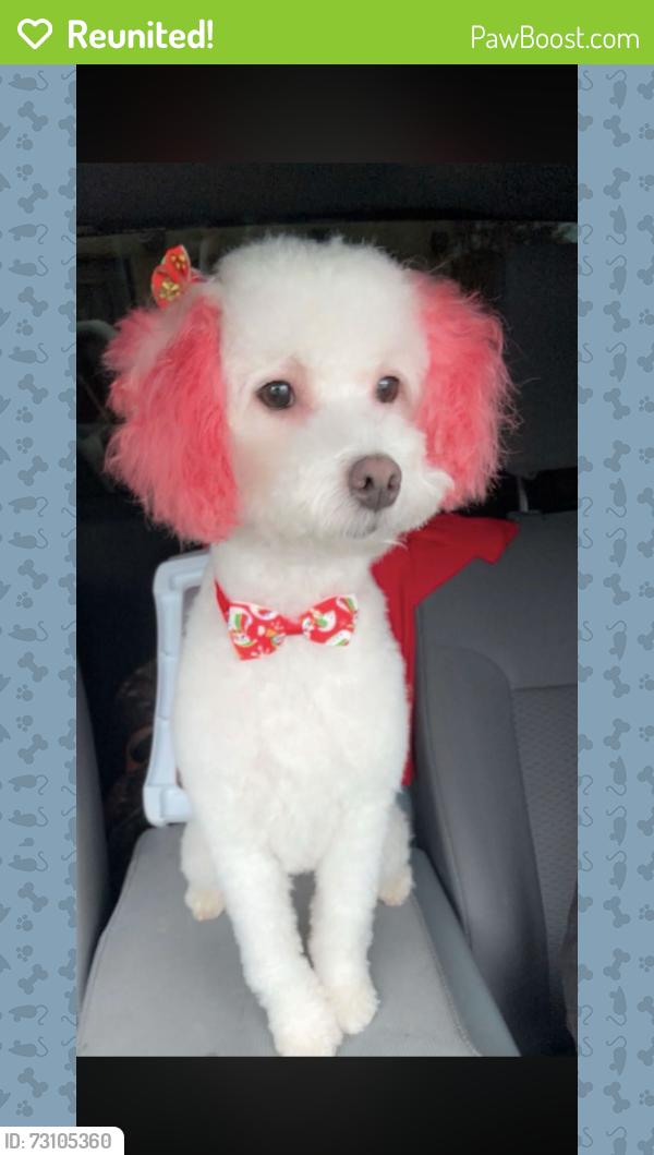 Reunited Female Dog last seen Bryant st in front of the church, Benbrook, TX 76126