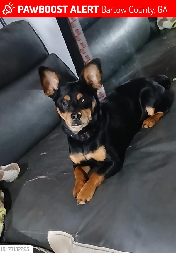 Lost Male Dog last seen Glade rd, Bartow County, GA 30102