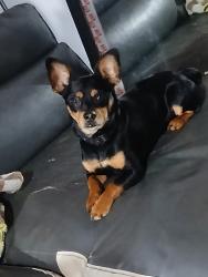 Lost Male Dog last seen Glade rd, Bartow County, GA 30102