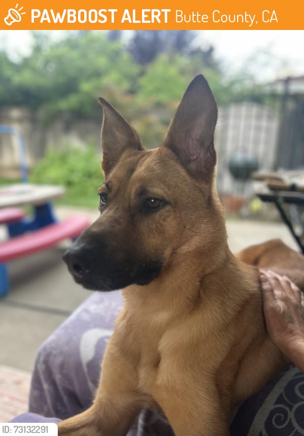 Found/Stray Female Dog last seen River Rd. and West Sacramento, Butte County, CA 95928