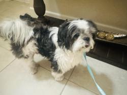 Reunited Male Dog last seen Ridgeline & Marshall Canyon, Dublin, CA 94568