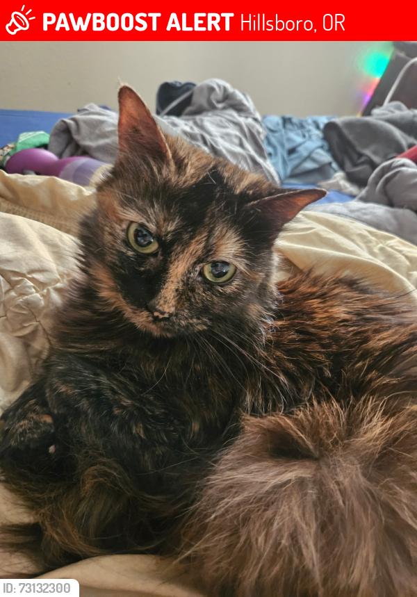 Lost Female Cat last seen Main street, Hillsboro, OR 97124
