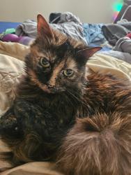 Lost Female Cat last seen Main street, Hillsboro, OR 97124