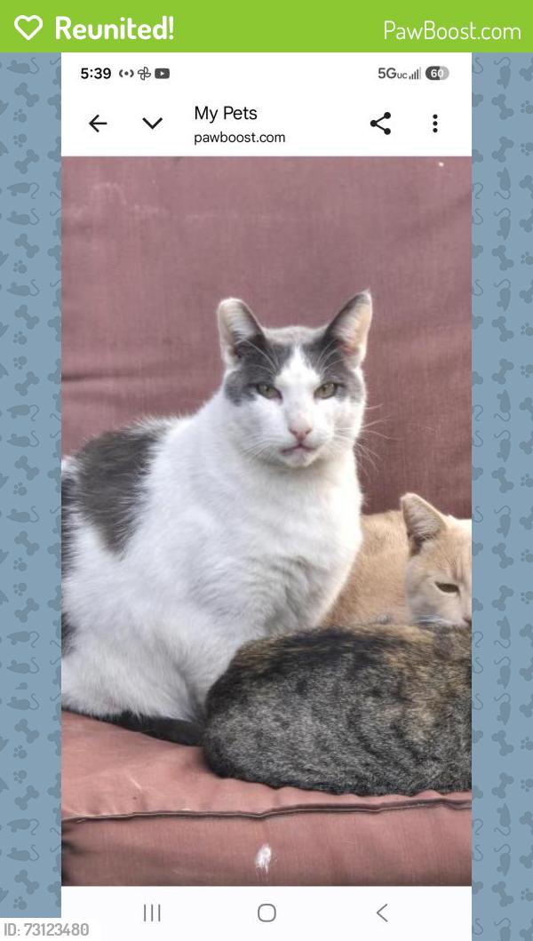 Reunited Male Cat last seen Winter and Forrest, Los Angeles, CA 90033