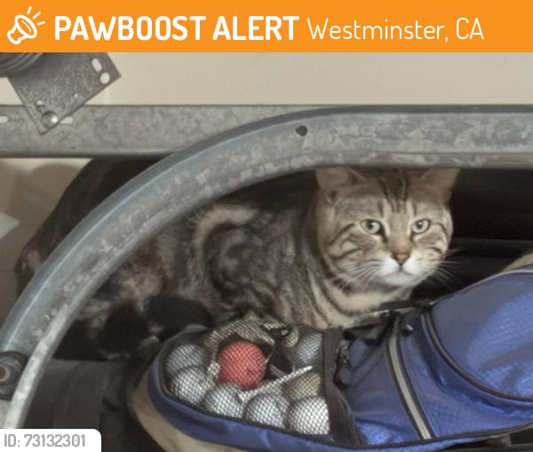 Found/Stray Male Cat last seen Bolsa Chica and Westminster, Westminster, CA 92683