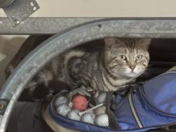 Found/Stray Male Cat last seen Bolsa Chica and Westminster, Westminster, CA 92683
