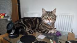 Reunited Male Cat last seen Glenhugh Park BT8 7PQ , Lisburn and Castlereagh, Northern Ireland BT8 7PG