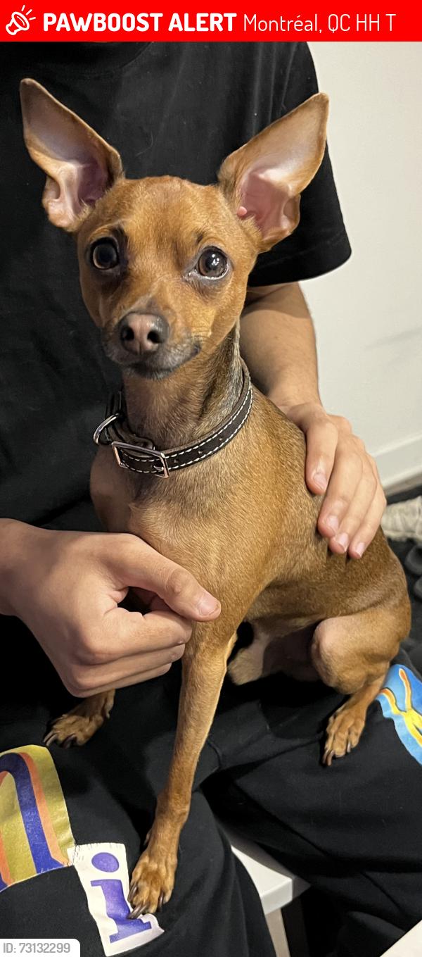 Lost Male Dog last seen Parking de l’arèna Garon qui se trouve devant un parc pour enfants, Montréal, QC H1H 3T5