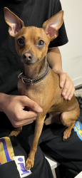 Lost Male Dog last seen Parking de l’arèna Garon qui se trouve devant un parc pour enfants, Montréal, QC H1H 3T5