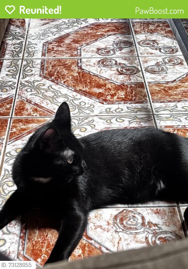 Reunited Female Cat last seen Near Manteca St, Van Nuys, CA 91406, USA, Los Angeles, CA 91406