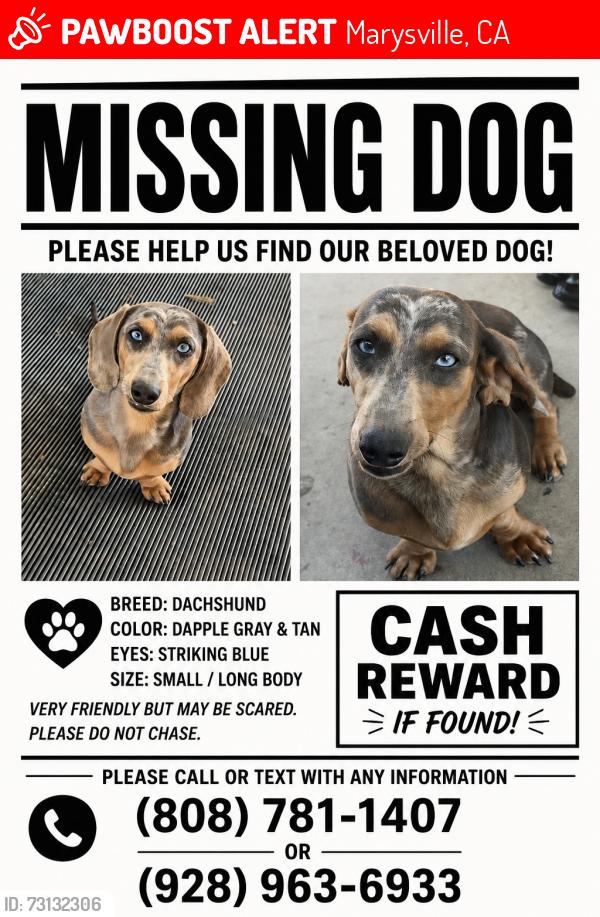 Lost Male Dog last seen Off of Hwy 70 in Marysville headed towards Chico, Marysville, CA 95901