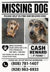 Lost Male Dog last seen Off of Hwy 70 in Marysville headed towards Chico, Marysville, CA 95901