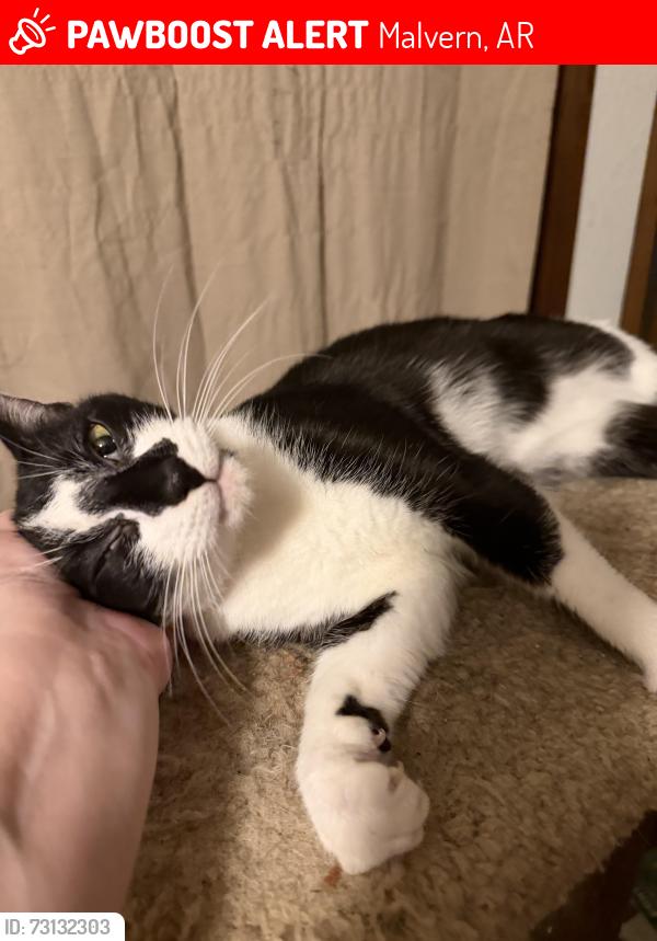 Lost Female Cat last seen Rosewood circle, Malvern, AR 72104