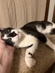 Lost Female Cat last seen Rosewood circle, Malvern, AR 72104