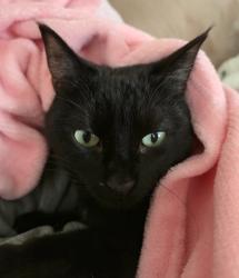 Lost Female Cat last seen Boydson Drive, between Monroe St. and Quinton Ave., Toledo, OH 43623
