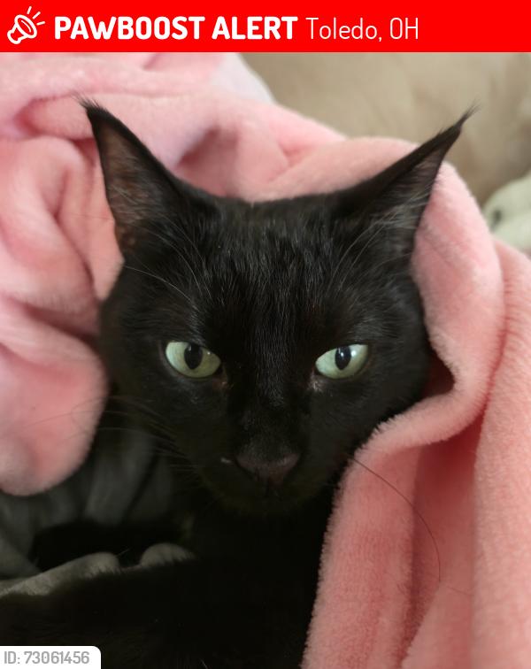 Lost Female Cat last seen Boydson Drive, between Monroe St. and Quinton Ave., Toledo, OH 43623