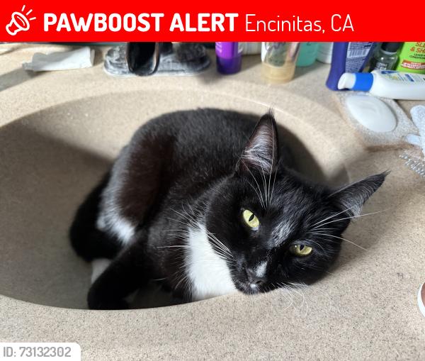 Lost Female Cat last seen Shore View Lane and Hymettus, leucadia, Encinitas, CA 92024