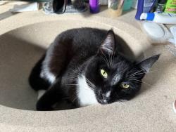 Lost Female Cat last seen Shore View Lane and Hymettus, leucadia, Encinitas, CA 92024