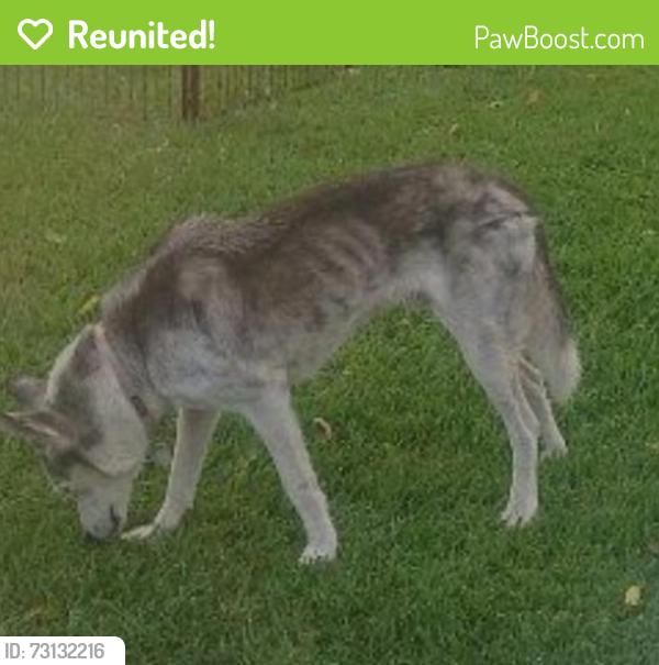 Reunited Unknown Dog last seen Lujon St. heading towards Pontenova Ave. & Hacienda Blvd, Hacienda Heights, CA 91745