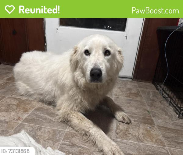 Reunited Female Dog last seen I-244 W in between Sheridan and Yale exit, Tulsa, OK 74112
