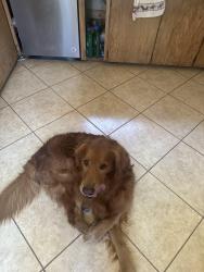 Lost Male Dog last seen Coyote canyon rd and Spanish dagger ln Anza, Riverside County, CA 92539