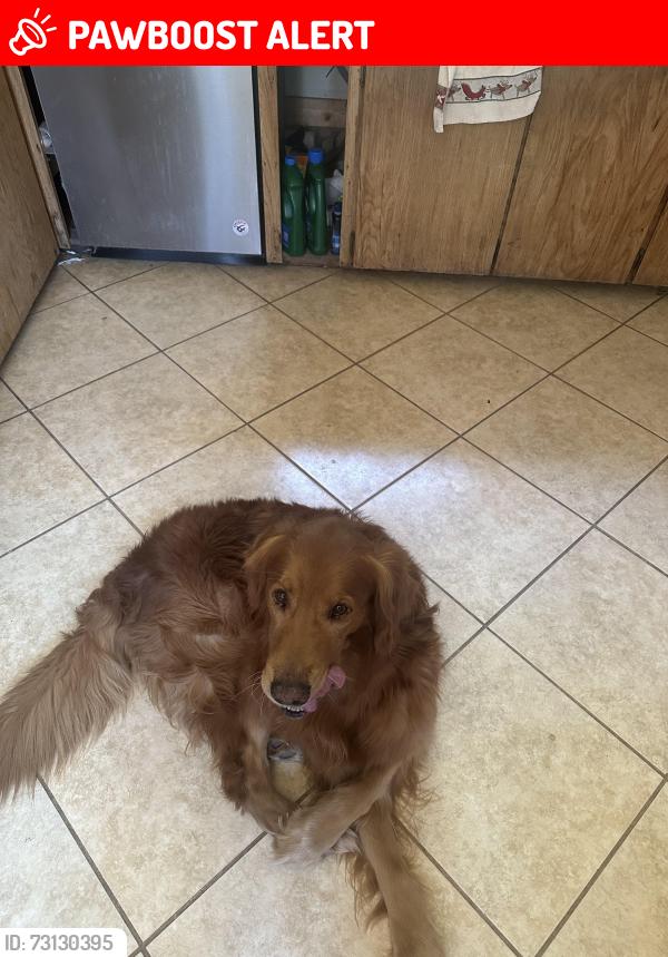 Lost Male Dog last seen Coyote canyon rd and Spanish dagger ln Anza, Riverside County, CA 92539
