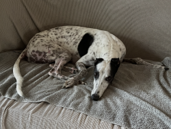 Reunited Female Dog last seen Windfield Rd and Shelburne Rd, nearest landmark New Spring Church Greenville, Greenville, SC 29607