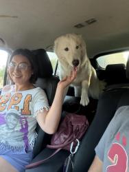 Found/Stray Male Dog last seen Morris Heights, Aurora, CO 80011