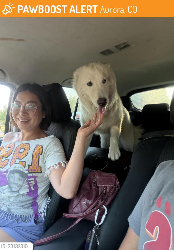 Found/Stray Male Dog last seen Morris Heights, Aurora, CO 80011