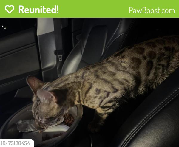 Reunited Female Cat last seen Vanowen st, Los Angeles, CA 91406