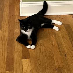 Reunited Female Cat last seen 36th Ave NW & N Center St., Hickory, NC 28601