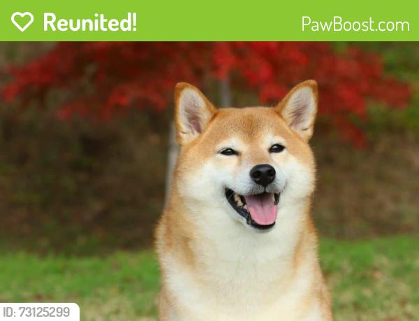 Reunited Male Dog last seen ann decatur, North Las Vegas, NV 89031