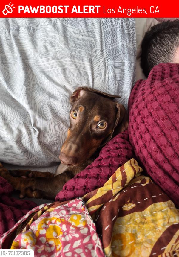 Lost Male Dog last seen West los angeles animal shelter, Los Angeles, CA 90006