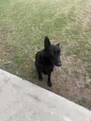 Reunited Male Dog last seen Mountain and 6th st, Ontario, CA 91762