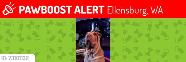 Lost Male Dog last seen Fred Myers parking lot, Ellensburg, WA 98926