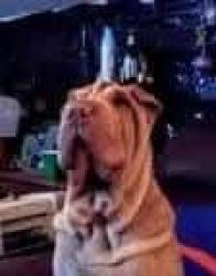 Lost Male Dog last seen Fred Myers parking lot, Ellensburg, WA 98926