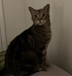 Found/Stray Unknown Cat last seen 5th Ave and 39th Street, Brooklyn, NY 11232