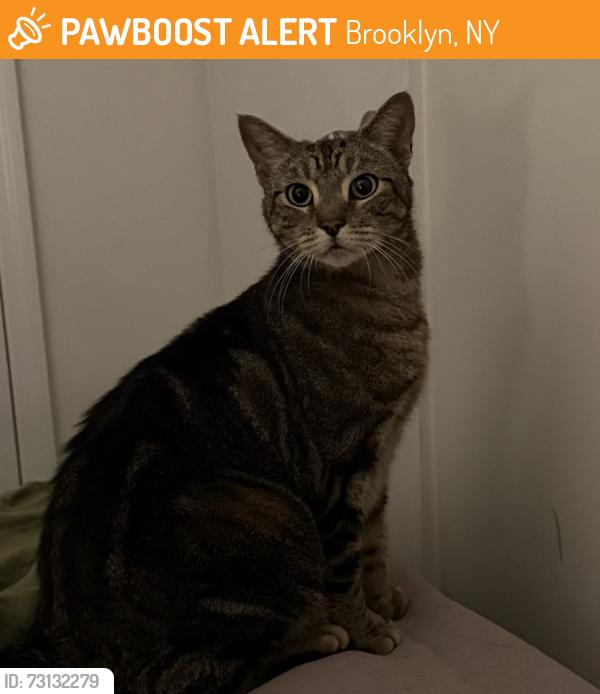 Found/Stray Unknown Cat last seen 5th Ave and 39th Street, Brooklyn, NY 11232