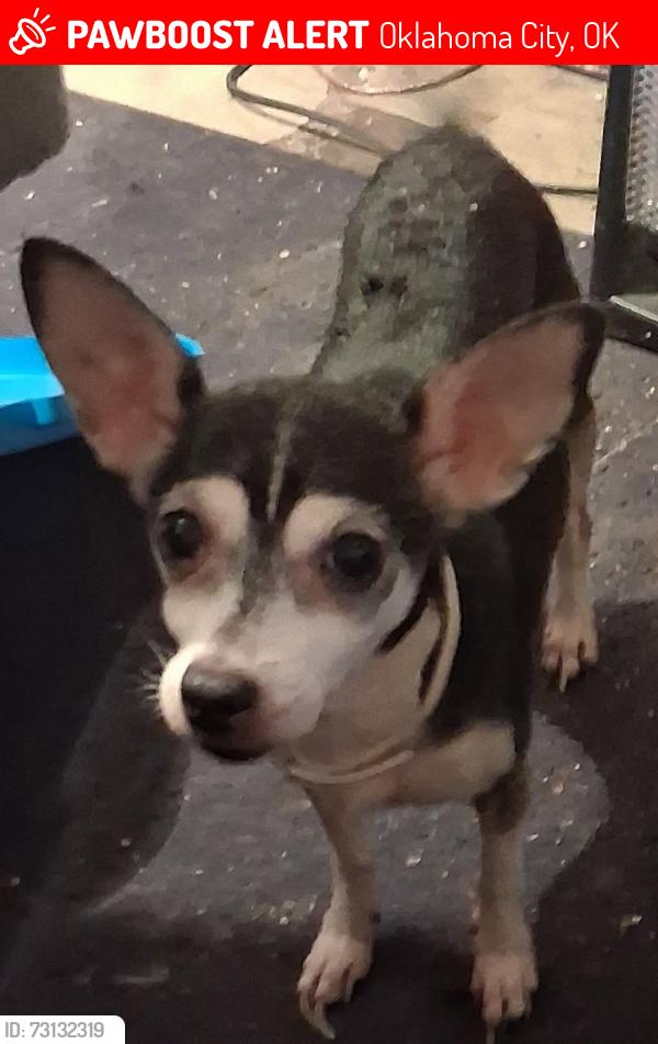 Lost Female Dog last seen S.western Ave, Oklahoma City, OK 73109