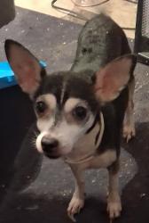 Lost Female Dog last seen S.western Ave, Oklahoma City, OK 73109